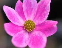 Mid pink and white flowers